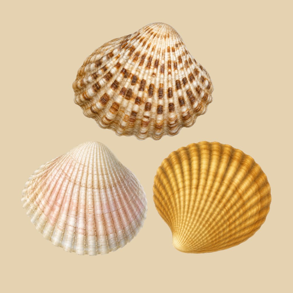 claibornicardia