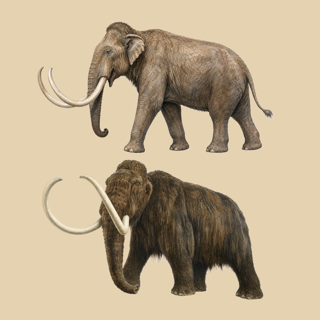 Artistic depiction of Mammuthus