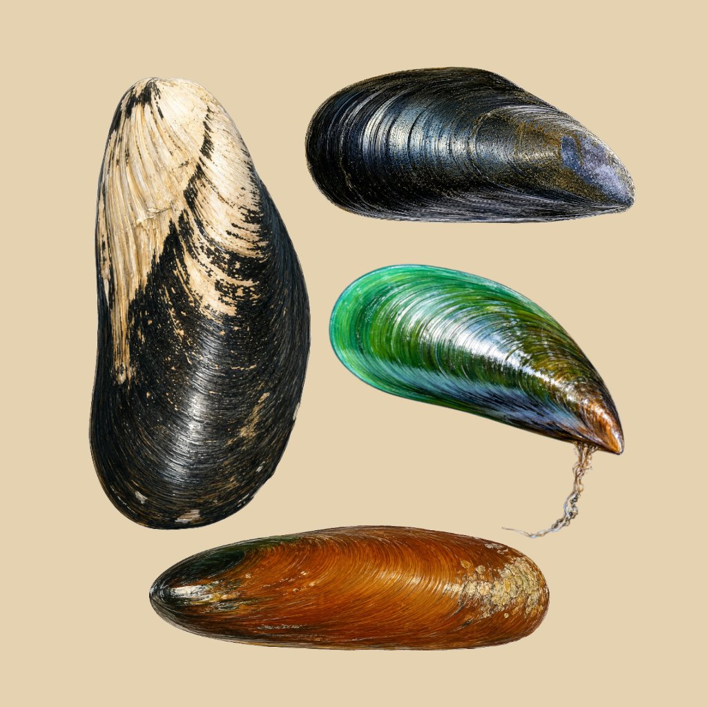Artistic depiction of Mytilidae
