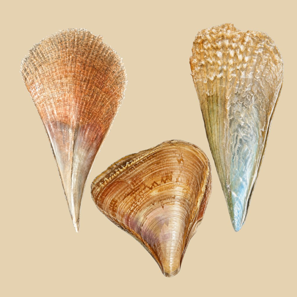 Artistic depiction of Pinnidae