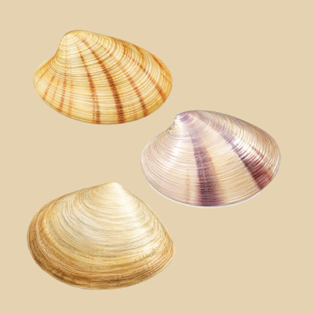 Costacallista