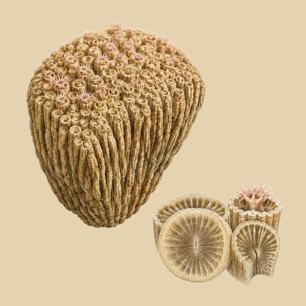 Artistic depiction of Siphonodendron
