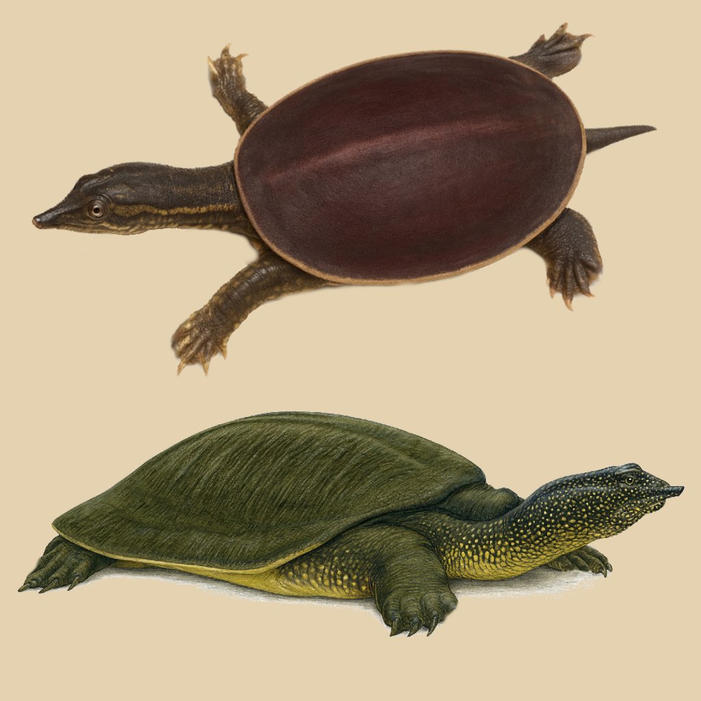 Artistic depiction of Trionyx
