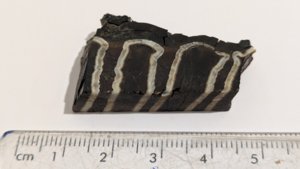 Cut and polished face - the enamel plates form pale loops; scale in centimetres. cf. Mammuthus primigenius.
