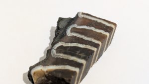 Detail of the enamel loops - the parallel ridges that ground plant food