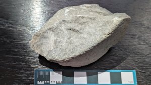 Bivalve - measurement ~2cm
