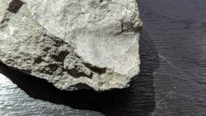 Bivalve - Impression detail