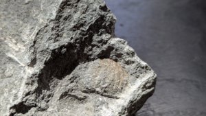Bivalve - detail