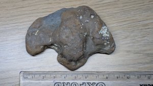 Possible dinosaur footprint cast. ~9 cm.