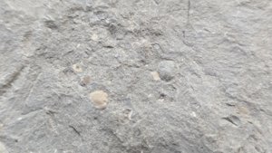 Unknown - detail