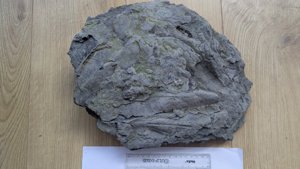 Slab with multiple pen shells; overall view. Largest specimen ~20 cm.