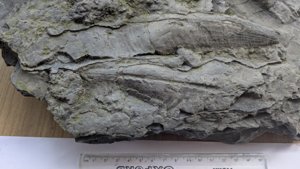 Detail of the two largest shells showing the longitudinal ribbing.