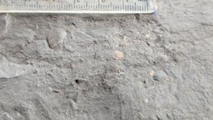 A small bivalve (~1 cm) and an unknown (~0.5 cm).