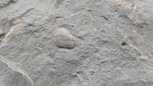 Detail of bivalve.