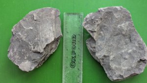 Two slabs (positive and counterpart) with mussels. Measurement ~6 cm.