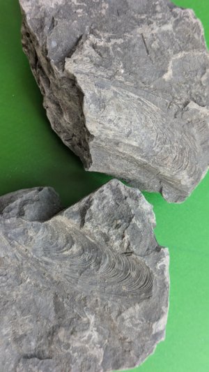Close-up of both slabs showing the concentric growth lines.
