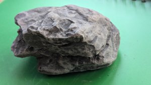 The same fossil before being split in two.