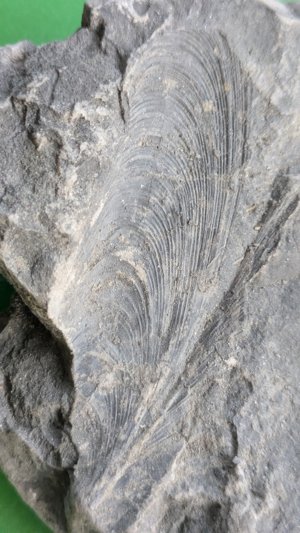 Detail of the mussel.