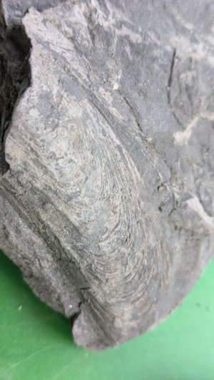 Detail of the mussel.