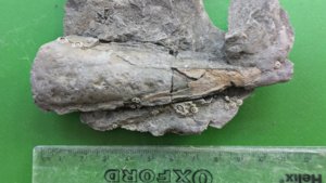 Fragment of a pen shell (lower part). Length 11–12 cm.