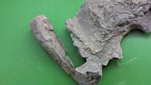 The pen shell fragment and an adjacent rock piece.