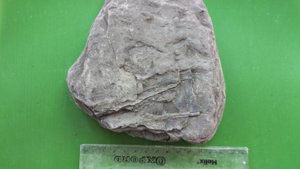 Pen shell fragment in matrix. Measurement ~10 cm.