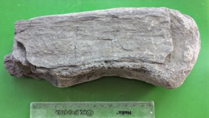 Fossilized wood. Length ~15 cm.