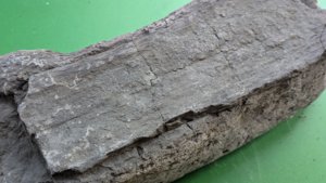 Fossilized wood - Detail
