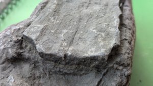 Fossilized wood - Detail
