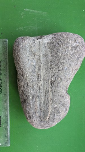 Unknown. Measurement ~14 cm.