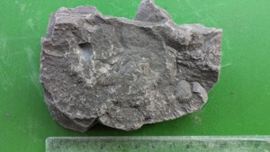 Rock with small bivalve shells.