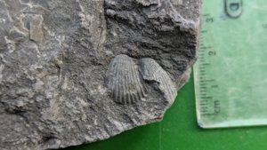 Close-up of two bivalves. Measurement ~1 cm.
