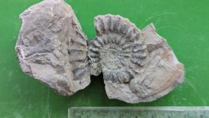 Ammonite - Measurement ~5 cm.