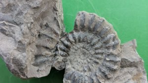Ammonite - Radial ribs and spiral.
