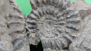 Ammonite - Radial ribs and spiral.