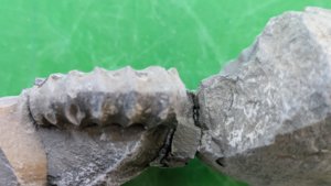 Ammonite - Lateral view. The cross-section is visible at the fracture.