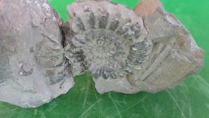 Ammonite - Radial ribs and spiral.