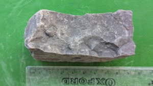 Small bivalve shell - Measurement ~1 cm.