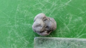 Unknown - Measurement ~2 cm.