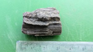 Fossilized wood. Length ~3 cm.