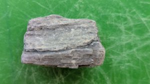 Fossilized wood