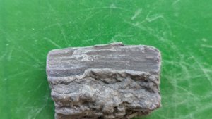 Fossilized wood