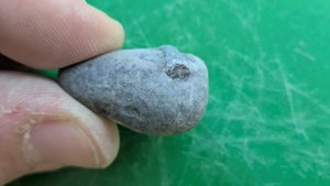 Belemnite in matrix - Cross-section