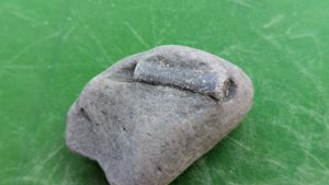 Belemnite in matrix