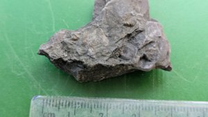 Tiny gastropod - Measurement ~0.4 cm
