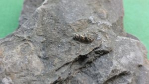 Tiny gastropod - Detail