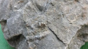 Tiny gastropod