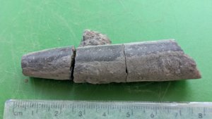 Belemnite in three pieces. Total length ~8 cm.