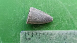 Apex of a belemnite - Measurement ~2 cm.