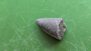 Apex of a belemnite
